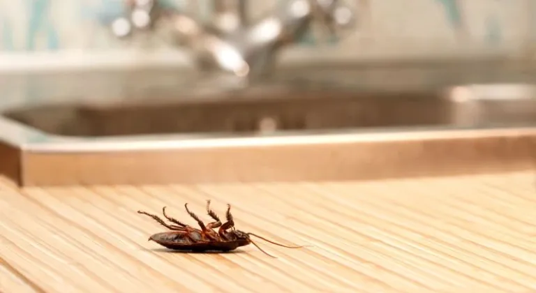 Evdeki Hamam Böceği Nasıl İlaçlanır? Hamam Böceği Nasıl Yok Edilir?