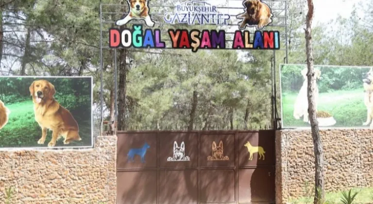 Gaziantep Büyükşehir'den Sokak Hayvanlarına Destek: Tedavi ve Rehabilitasyon
