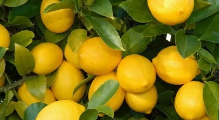 Üretici-market farkı rekor kırdı! Limonun fiyatı uçtu